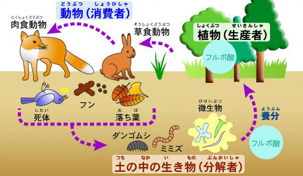 フルボ酸